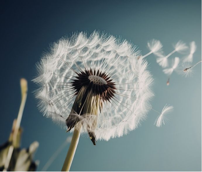 Dandelion seeds carried gently on the breeze